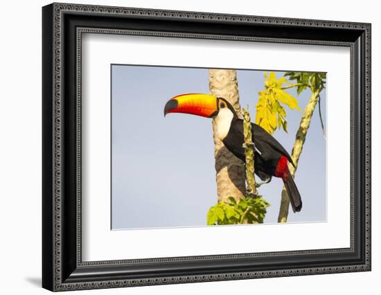 Brazil, Mato Grosso, the Pantanal. a Toco Toucan in a Papaya Tree-Ellen Goff-Framed Photographic Print