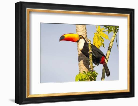 Brazil, Mato Grosso, the Pantanal. a Toco Toucan in a Papaya Tree-Ellen Goff-Framed Photographic Print