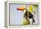 Brazil, Mato Grosso, the Pantanal. a Toco Toucan in a Papaya Tree-Ellen Goff-Framed Premier Image Canvas