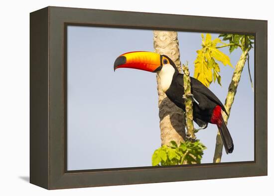 Brazil, Mato Grosso, the Pantanal. a Toco Toucan in a Papaya Tree-Ellen Goff-Framed Premier Image Canvas