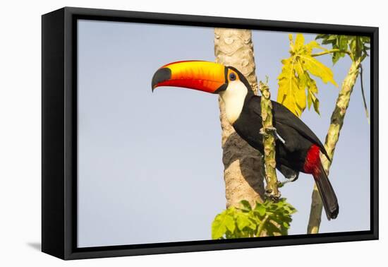 Brazil, Mato Grosso, the Pantanal. a Toco Toucan in a Papaya Tree-Ellen Goff-Framed Premier Image Canvas