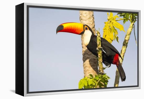 Brazil, Mato Grosso, the Pantanal. a Toco Toucan in a Papaya Tree-Ellen Goff-Framed Premier Image Canvas