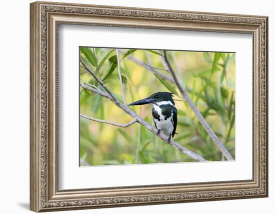 Brazil, Mato Grosso, the Pantanal, Amazon Kingfisher Female on a Branch-Ellen Goff-Framed Photographic Print