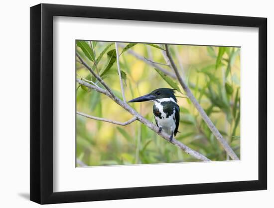 Brazil, Mato Grosso, the Pantanal, Amazon Kingfisher Female on a Branch-Ellen Goff-Framed Photographic Print