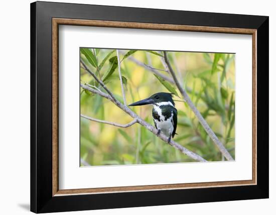 Brazil, Mato Grosso, the Pantanal, Amazon Kingfisher Female on a Branch-Ellen Goff-Framed Photographic Print