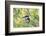 Brazil, Mato Grosso, the Pantanal, Amazon Kingfisher Female on a Branch-Ellen Goff-Framed Photographic Print