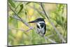 Brazil, Mato Grosso, the Pantanal, Amazon Kingfisher Female on a Branch-Ellen Goff-Mounted Photographic Print