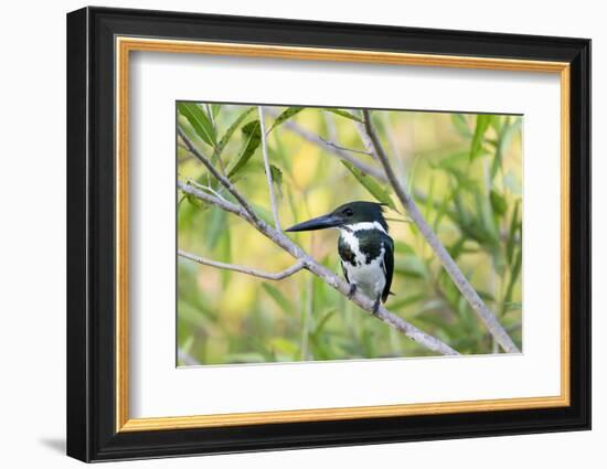 Brazil, Mato Grosso, the Pantanal, Amazon Kingfisher Female on a Branch-Ellen Goff-Framed Photographic Print