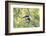 Brazil, Mato Grosso, the Pantanal, Amazon Kingfisher Female on a Branch-Ellen Goff-Framed Photographic Print