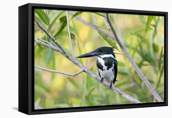 Brazil, Mato Grosso, the Pantanal, Amazon Kingfisher Female on a Branch-Ellen Goff-Framed Premier Image Canvas