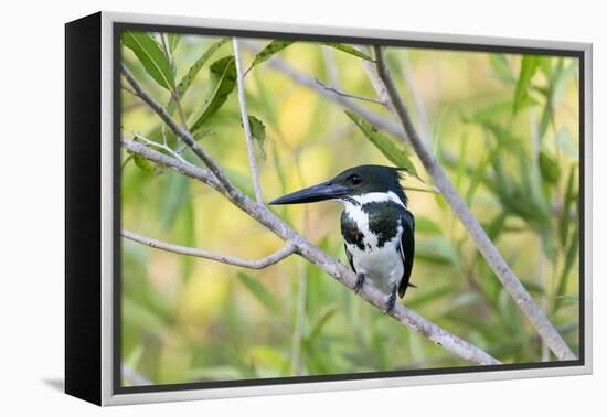 Brazil, Mato Grosso, the Pantanal, Amazon Kingfisher Female on a Branch-Ellen Goff-Framed Premier Image Canvas