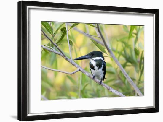 Brazil, Mato Grosso, the Pantanal, Amazon Kingfisher Female on a Branch-Ellen Goff-Framed Photographic Print