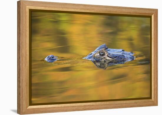 Brazil, Mato Grosso, the Pantanal, Black Caiman in Reflective Water-Ellen Goff-Framed Premier Image Canvas