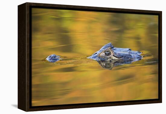 Brazil, Mato Grosso, the Pantanal, Black Caiman in Reflective Water-Ellen Goff-Framed Premier Image Canvas