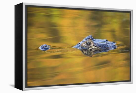 Brazil, Mato Grosso, the Pantanal, Black Caiman in Reflective Water-Ellen Goff-Framed Premier Image Canvas