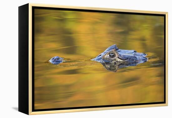 Brazil, Mato Grosso, the Pantanal, Black Caiman in Reflective Water-Ellen Goff-Framed Premier Image Canvas