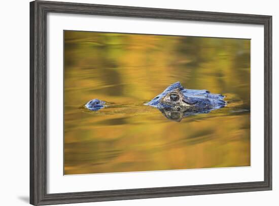 Brazil, Mato Grosso, the Pantanal, Black Caiman in Reflective Water-Ellen Goff-Framed Photographic Print