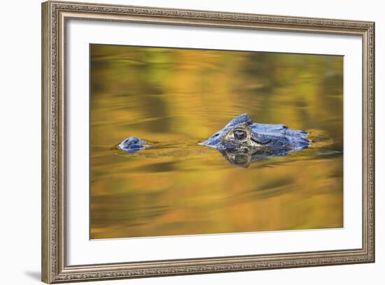 Brazil, Mato Grosso, the Pantanal, Black Caiman in Reflective Water-Ellen Goff-Framed Photographic Print