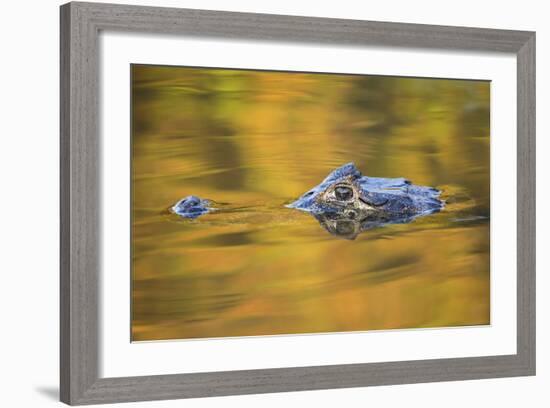 Brazil, Mato Grosso, the Pantanal, Black Caiman in Reflective Water-Ellen Goff-Framed Photographic Print