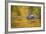 Brazil, Mato Grosso, the Pantanal, Black Caiman in Reflective Water-Ellen Goff-Framed Photographic Print