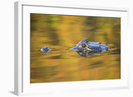 Brazil, Mato Grosso, the Pantanal, Black Caiman in Reflective Water-Ellen Goff-Framed Photographic Print