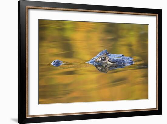 Brazil, Mato Grosso, the Pantanal, Black Caiman in Reflective Water-Ellen Goff-Framed Photographic Print