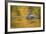 Brazil, Mato Grosso, the Pantanal, Black Caiman in Reflective Water-Ellen Goff-Framed Photographic Print