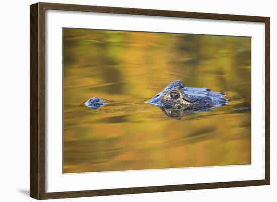 Brazil, Mato Grosso, the Pantanal, Black Caiman in Reflective Water-Ellen Goff-Framed Photographic Print