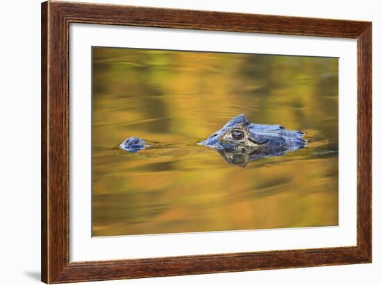 Brazil, Mato Grosso, the Pantanal, Black Caiman in Reflective Water-Ellen Goff-Framed Photographic Print