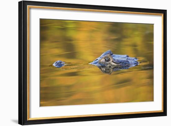 Brazil, Mato Grosso, the Pantanal, Black Caiman in Reflective Water-Ellen Goff-Framed Photographic Print