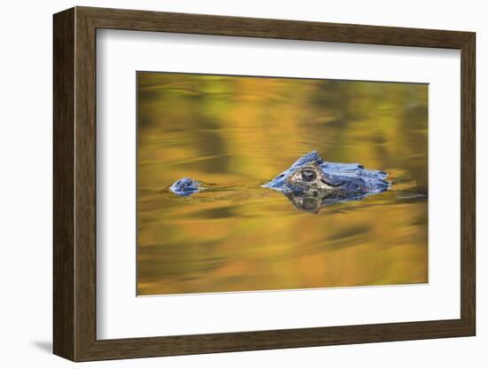 Brazil, Mato Grosso, the Pantanal, Black Caiman in Reflective Water-Ellen Goff-Framed Photographic Print