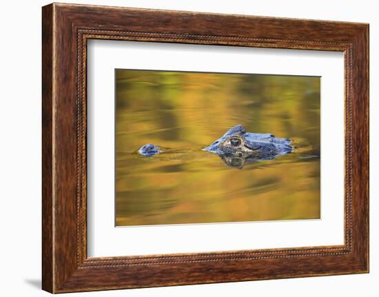 Brazil, Mato Grosso, the Pantanal, Black Caiman in Reflective Water-Ellen Goff-Framed Photographic Print