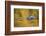 Brazil, Mato Grosso, the Pantanal, Black Caiman in Reflective Water-Ellen Goff-Framed Photographic Print