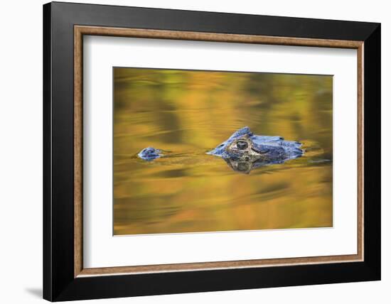 Brazil, Mato Grosso, the Pantanal, Black Caiman in Reflective Water-Ellen Goff-Framed Photographic Print