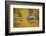 Brazil, Mato Grosso, the Pantanal, Black Caiman in Reflective Water-Ellen Goff-Framed Photographic Print