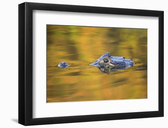 Brazil, Mato Grosso, the Pantanal, Black Caiman in Reflective Water-Ellen Goff-Framed Photographic Print