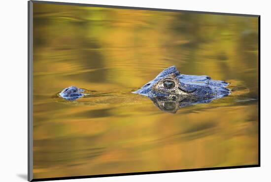 Brazil, Mato Grosso, the Pantanal, Black Caiman in Reflective Water-Ellen Goff-Mounted Photographic Print