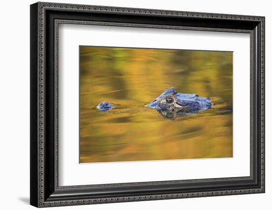 Brazil, Mato Grosso, the Pantanal, Black Caiman in Reflective Water-Ellen Goff-Framed Photographic Print