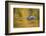 Brazil, Mato Grosso, the Pantanal, Black Caiman in Reflective Water-Ellen Goff-Framed Photographic Print