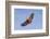 Brazil, Mato Grosso, the Pantanal. Black-Collared Hawk in Flight-Ellen Goff-Framed Photographic Print