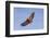 Brazil, Mato Grosso, the Pantanal. Black-Collared Hawk in Flight-Ellen Goff-Framed Photographic Print