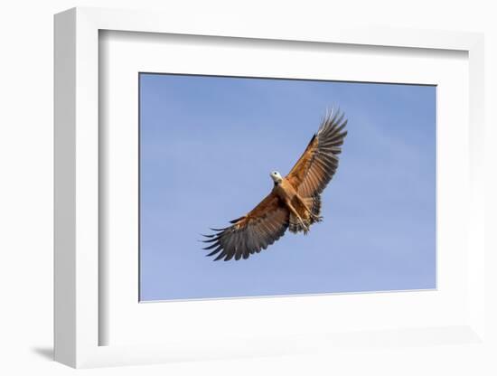Brazil, Mato Grosso, the Pantanal. Black-Collared Hawk in Flight-Ellen Goff-Framed Photographic Print