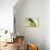 Brazil, Mato Grosso, the Pantanal. Black-Hooded Parakeet Portrait-Ellen Goff-Photographic Print displayed on a wall