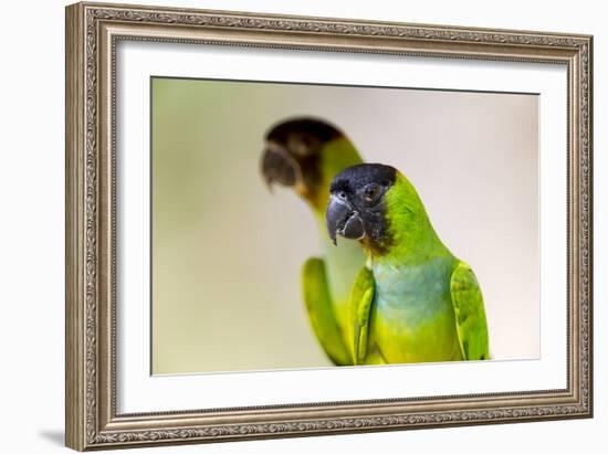 Brazil, Mato Grosso, the Pantanal. Black-Hooded Parakeet Portrait-Ellen Goff-Framed Photographic Print