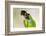 Brazil, Mato Grosso, the Pantanal. Black-Hooded Parakeet Portrait-Ellen Goff-Framed Photographic Print