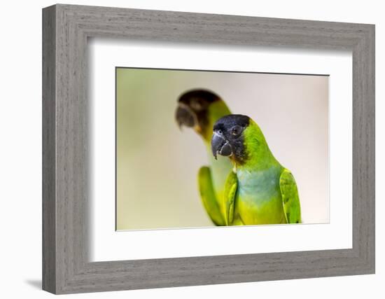 Brazil, Mato Grosso, the Pantanal. Black-Hooded Parakeet Portrait-Ellen Goff-Framed Photographic Print