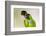 Brazil, Mato Grosso, the Pantanal. Black-Hooded Parakeet Portrait-Ellen Goff-Framed Photographic Print