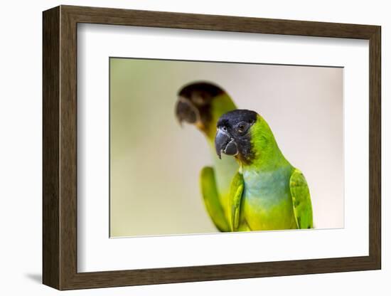 Brazil, Mato Grosso, the Pantanal. Black-Hooded Parakeet Portrait-Ellen Goff-Framed Photographic Print