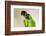 Brazil, Mato Grosso, the Pantanal. Black-Hooded Parakeet Portrait-Ellen Goff-Framed Photographic Print