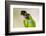 Brazil, Mato Grosso, the Pantanal. Black-Hooded Parakeet Portrait-Ellen Goff-Framed Photographic Print